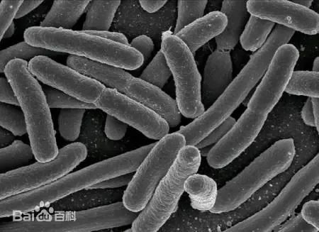 产品上新 | 东抗生物新推出伤寒杆菌检测抗体对！
