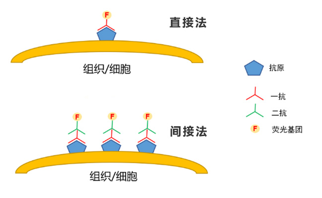 免疫诊断中二抗怎么选？常见问题解答看这里
