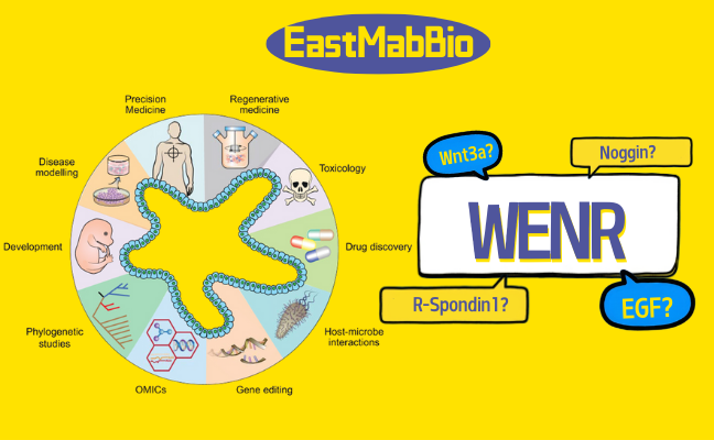 类器官死活局：这几种细胞因子，决定你的类器官能不能长出来