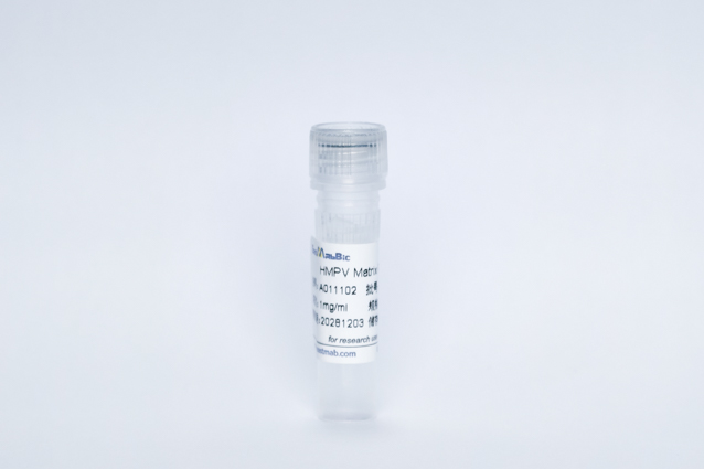 人类偏肺病毒M蛋白