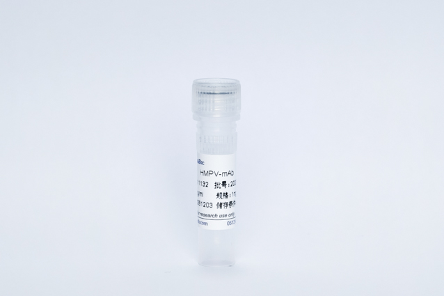 人类偏肺病毒抗体