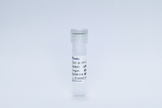 诺如病毒1型抗原