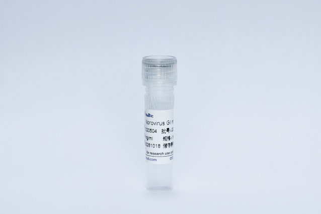 诺如病毒1型单抗