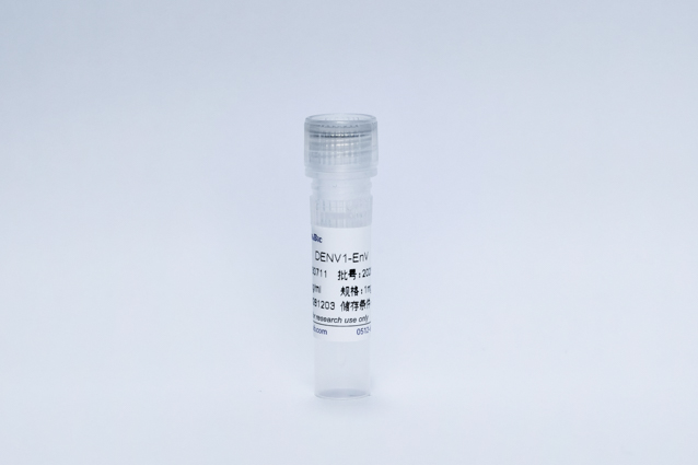 登革病毒1型E蛋白