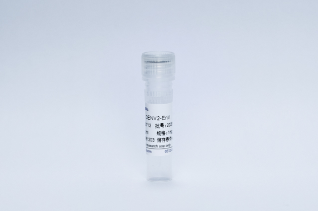 登革病毒2型E蛋白