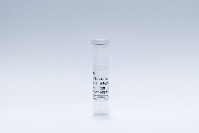 登革病毒4型E蛋白