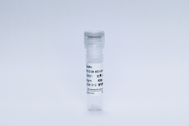 白色念珠菌单抗