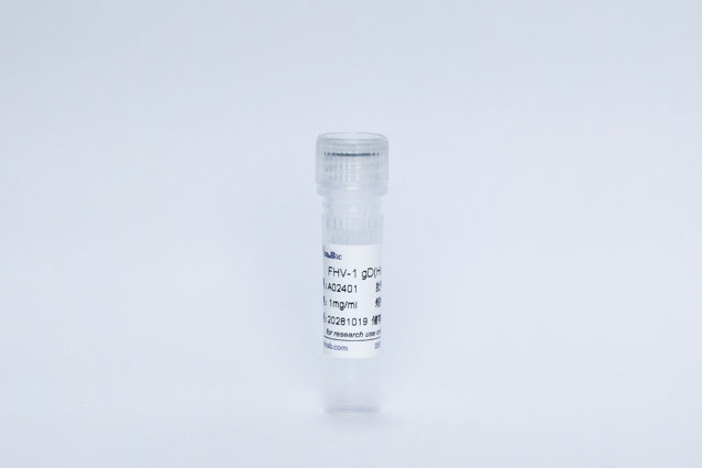 猫疱疹病毒 FHV-1 gD蛋白