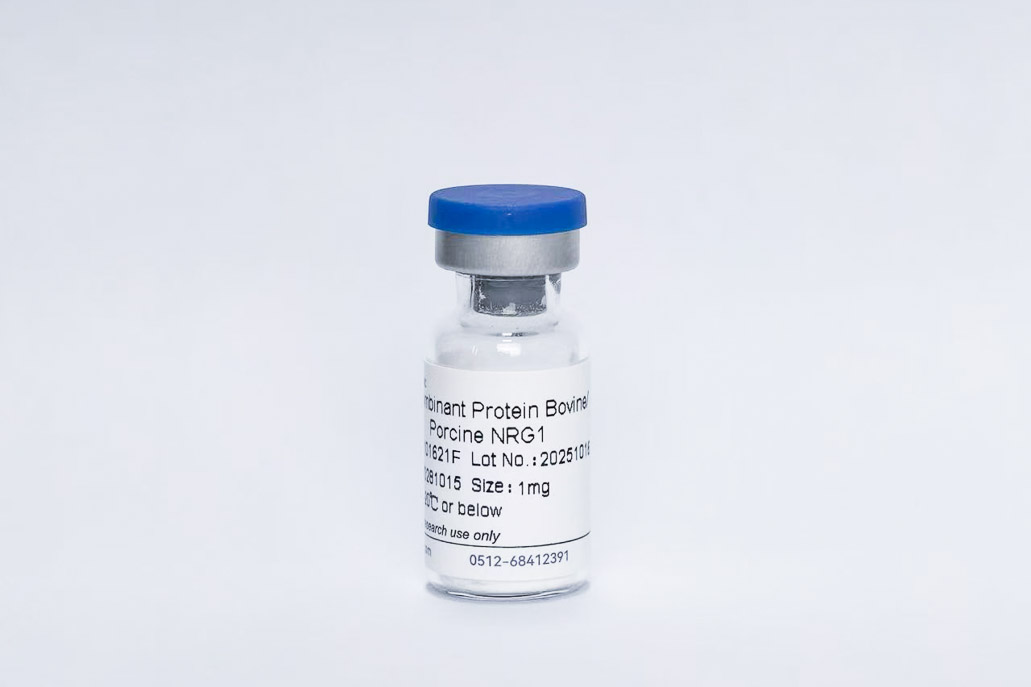 Recombinant Bovine/Porcine NRG1-&beta;1