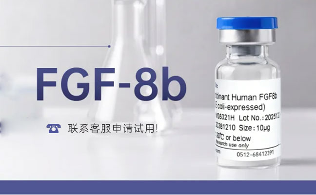 拳头产品 | FGF-8b：驱动神经分化与器官发育的关键形态发生素