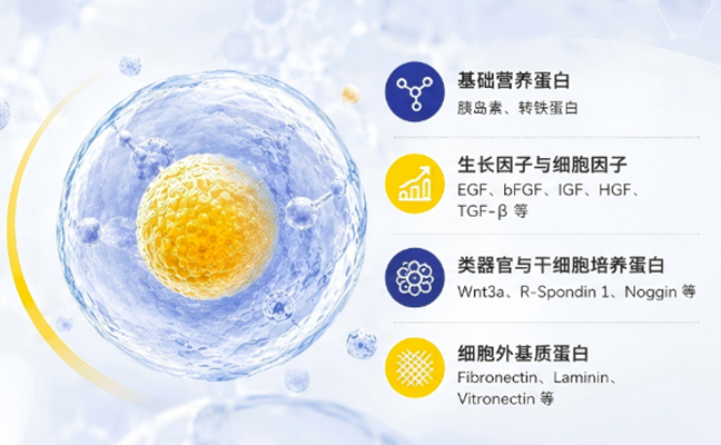 盘点无血清培养基中常添加的几大关键蛋白