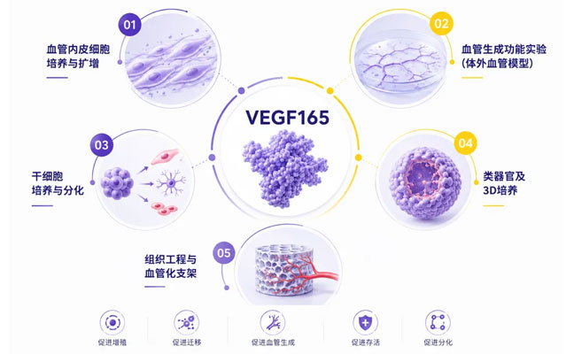 从血管生成到组织工程：为什么VEGF165成为细胞培养中的关键因子